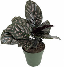 Load image into Gallery viewer, Calathea assorted 5&quot;
