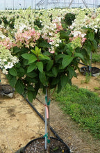 Load image into Gallery viewer, Hydrangea paniculata &#39;Pinky Winky&#39; tree form 10 gallon
