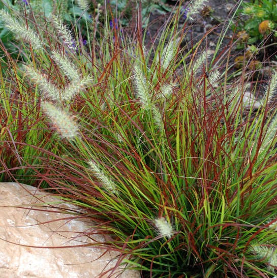 Pennisetum alopecuroides 'Burgundy Bunny' (Fountain Grass) 2 gallon