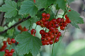 Red Currant, Red Lake