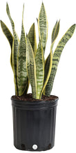Load image into Gallery viewer, Sansevieria (Snake Plant) assorted
