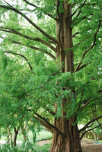 Load image into Gallery viewer, Metasequoia glyptostroboides (Dawn Redwood) 15 gallon
