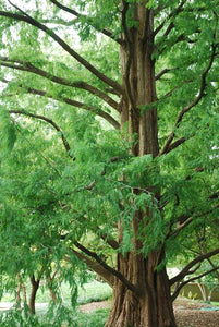 Metasequoia glyptostroboides (Dawn Redwood) 15 gallon