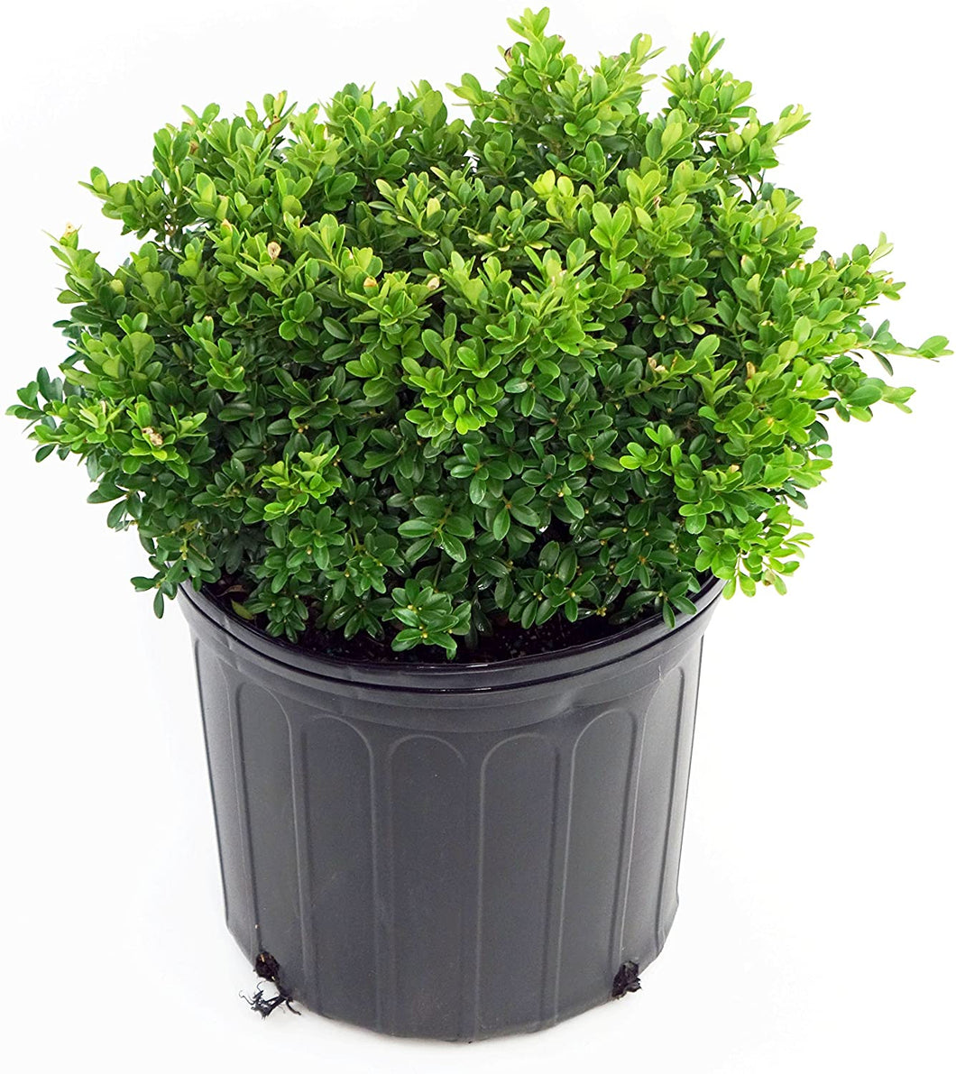 Buxus microphylla 'Tide Hill' (Boxwood) 2 gallon
