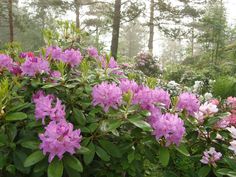 Rhododendron catawbiense 'Boursault' 3 gallon