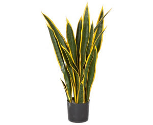Sansevieria (Snake Plant) assorted
