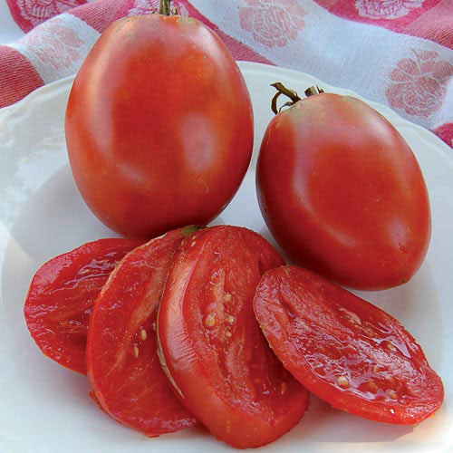 Tomato - Paste