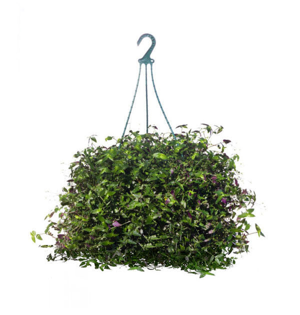 bridal veil hanging plant Bridal Veil hanging basket 8" – Phantom 2 Go