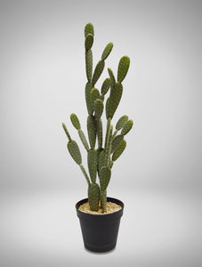 Cactus, Prickly Pear 10"