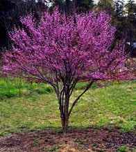 Load image into Gallery viewer, Cercis canadensis (Eastern Redbud) 10-12&#39;
