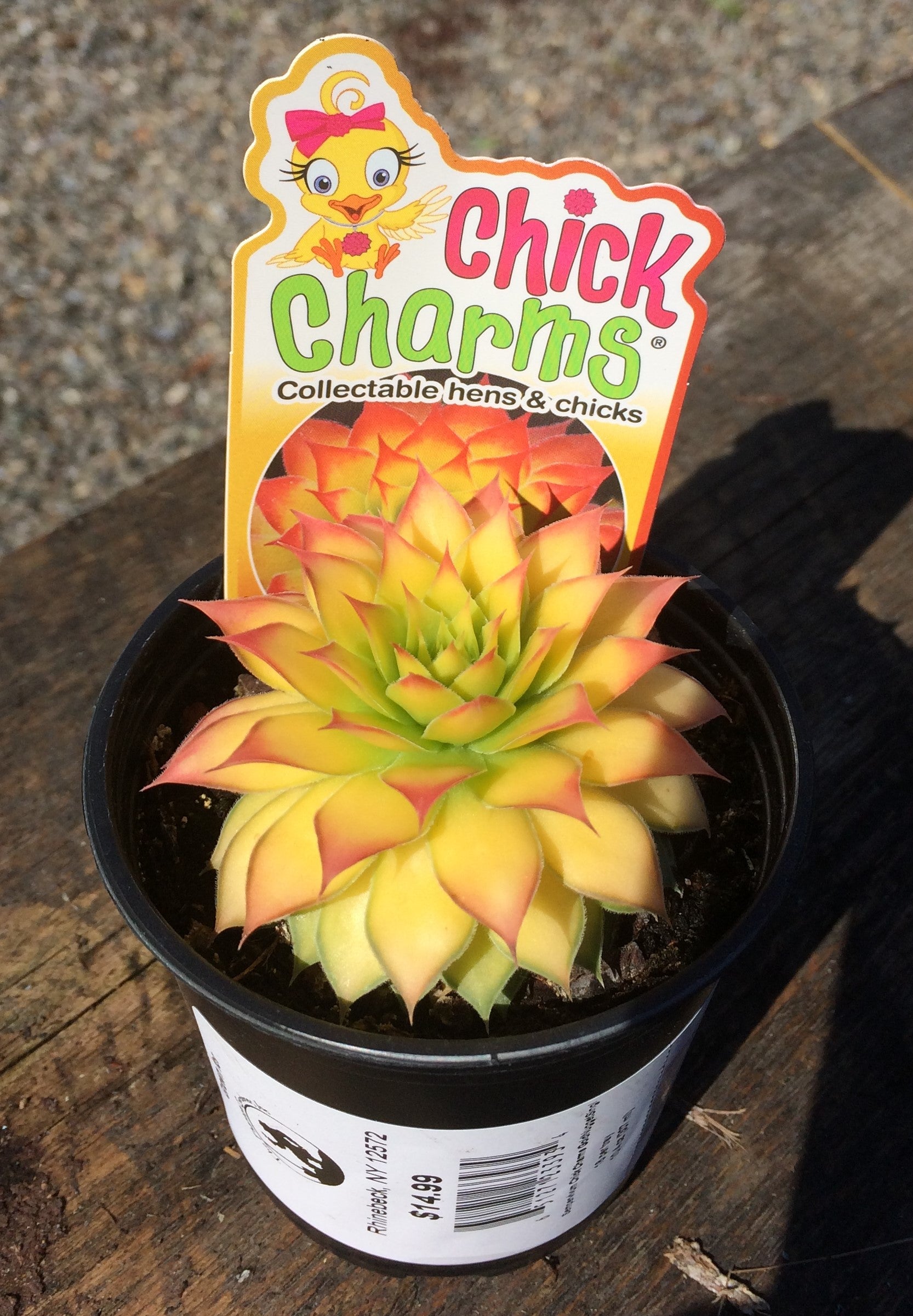 gold nugget succulent Sempervivum 'Chick Charms GoldNugget' (Hens N Chicks) – Phantom 2 Go
