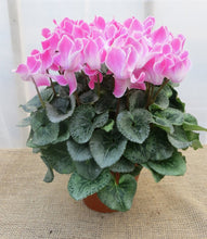 Load image into Gallery viewer, Cyclamen, assorted
