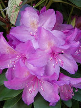 Load image into Gallery viewer, Rhododendron catawbiense &#39;Boursault&#39; 3 gallon
