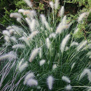 Pennisetum alopecuroides 'Piglet' (Fountain Grass) 1.5 gallon