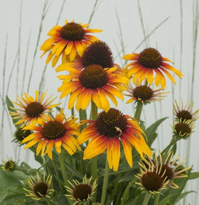 Echinacea 'Fine Feathered Parrot' (Coneflower) 8"