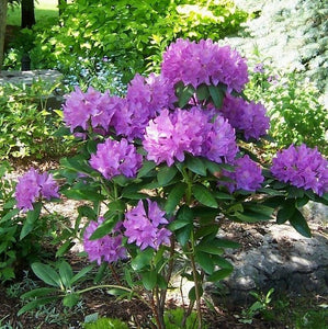 Rhododendron 'English Roseum' 3 gallon