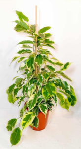 Ficus benjamina 'Samantha' 6"