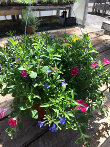 12" Annual Hanging Baskets