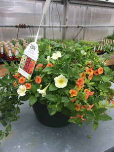 12" Annual Hanging Baskets