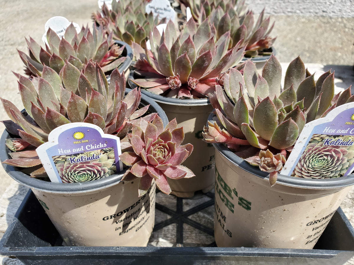 Hens & Chicks 'Kalinda' 1 QT – Phantom 2 Go
