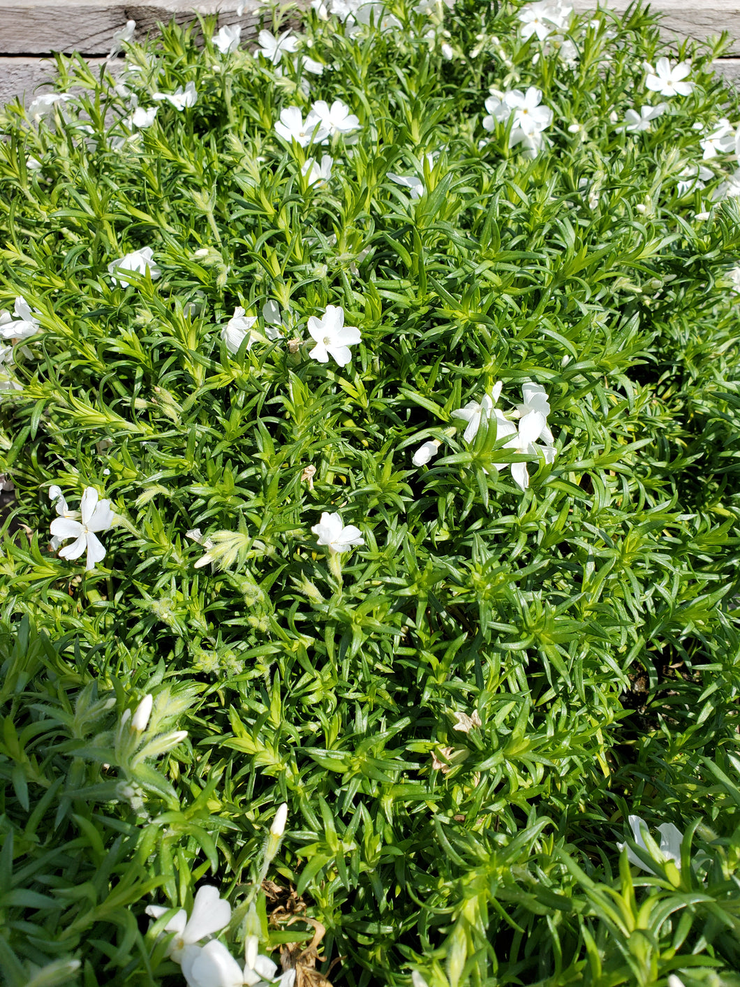 Phlox, creeping White 1 QT