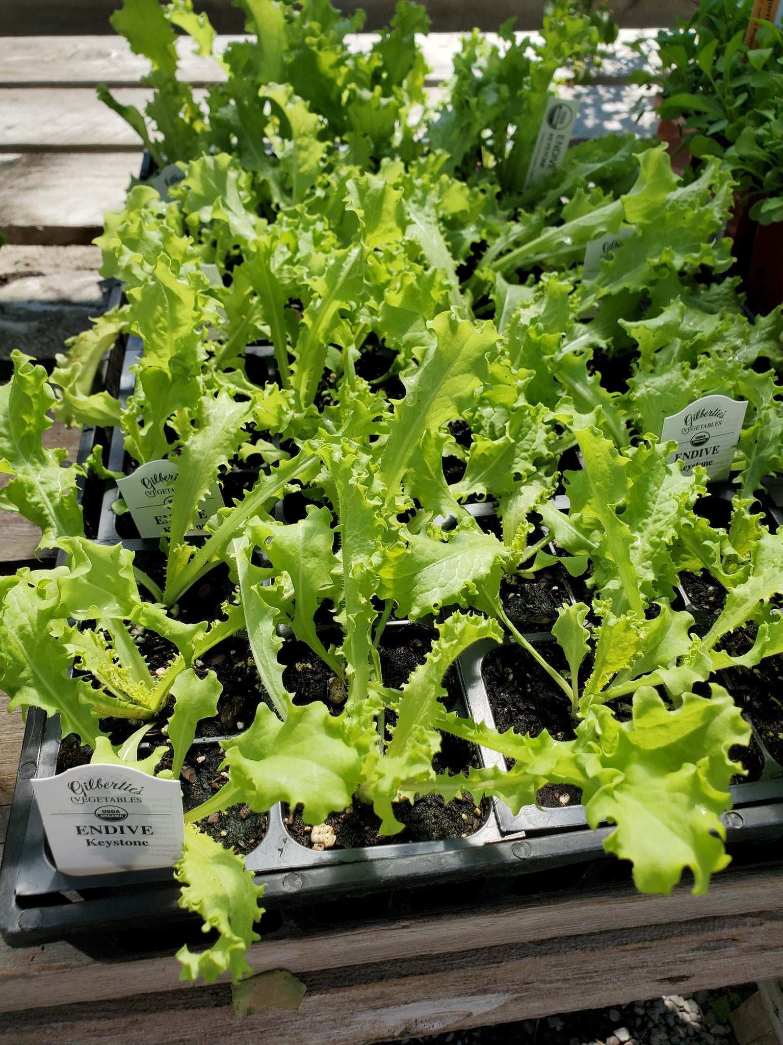 Endive, Keystone 6 pack – Phantom 2 Go