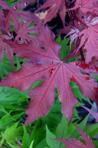 Acer palmatum 'Purple Ghost 7 gallon  (Japanese Maple)