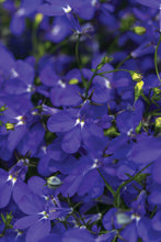 Load image into Gallery viewer, Lobelia 4 pack
