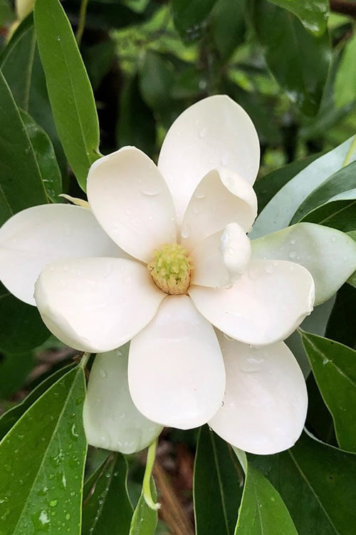 Magnolia virginiana 'Ned's Northern Belle' (Sweetbay Magnolia) 7 gallon