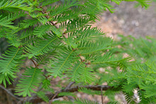 Load image into Gallery viewer, Metasequoia glyptostroboides (Dawn Redwood) 15 gallon
