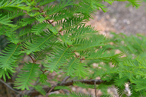 Metasequoia glyptostroboides (Dawn Redwood) 15 gallon