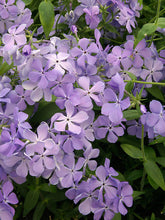Load image into Gallery viewer, Woodland Phlox &#39;Blue Moon 1 qt
