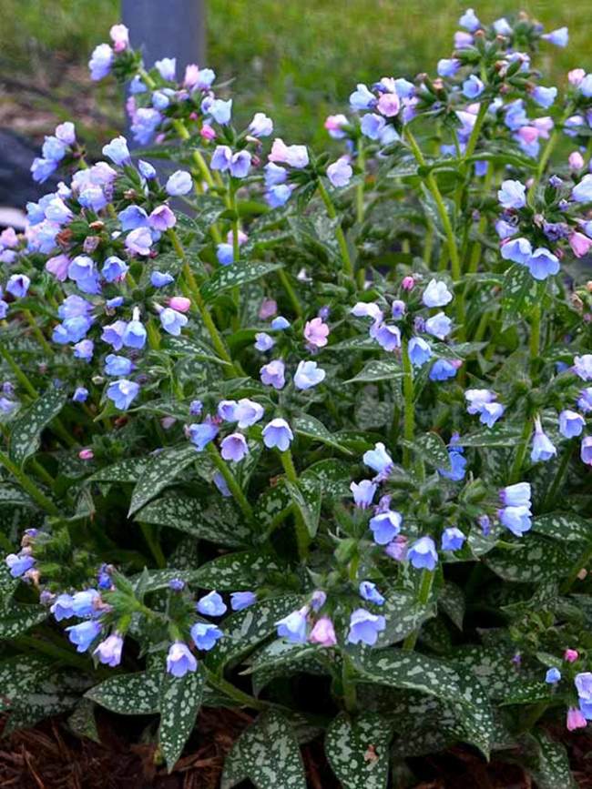 Pulmonaria 'Twinkle Toes' (Lungwort) 1.5 gallon