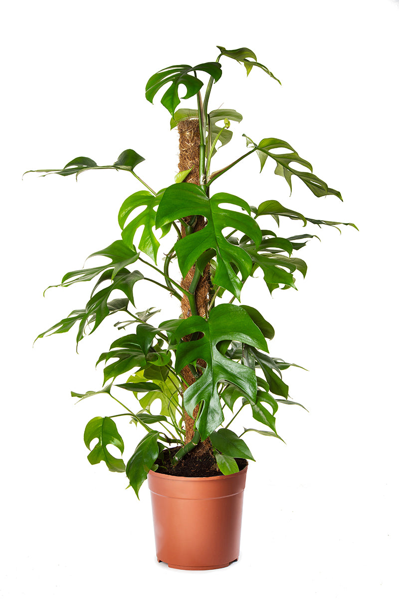 philodendron minima vs monstera minima Philodendron Minima on Moss Pole – Phantom 2 Go