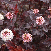 Physocarpus opulifolius 'Lady in Red' (Lady in Red Ninebark) 3gallon