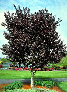 Prunus cerasifera 'Thundercloud' (Cherry Plum) 10gallon