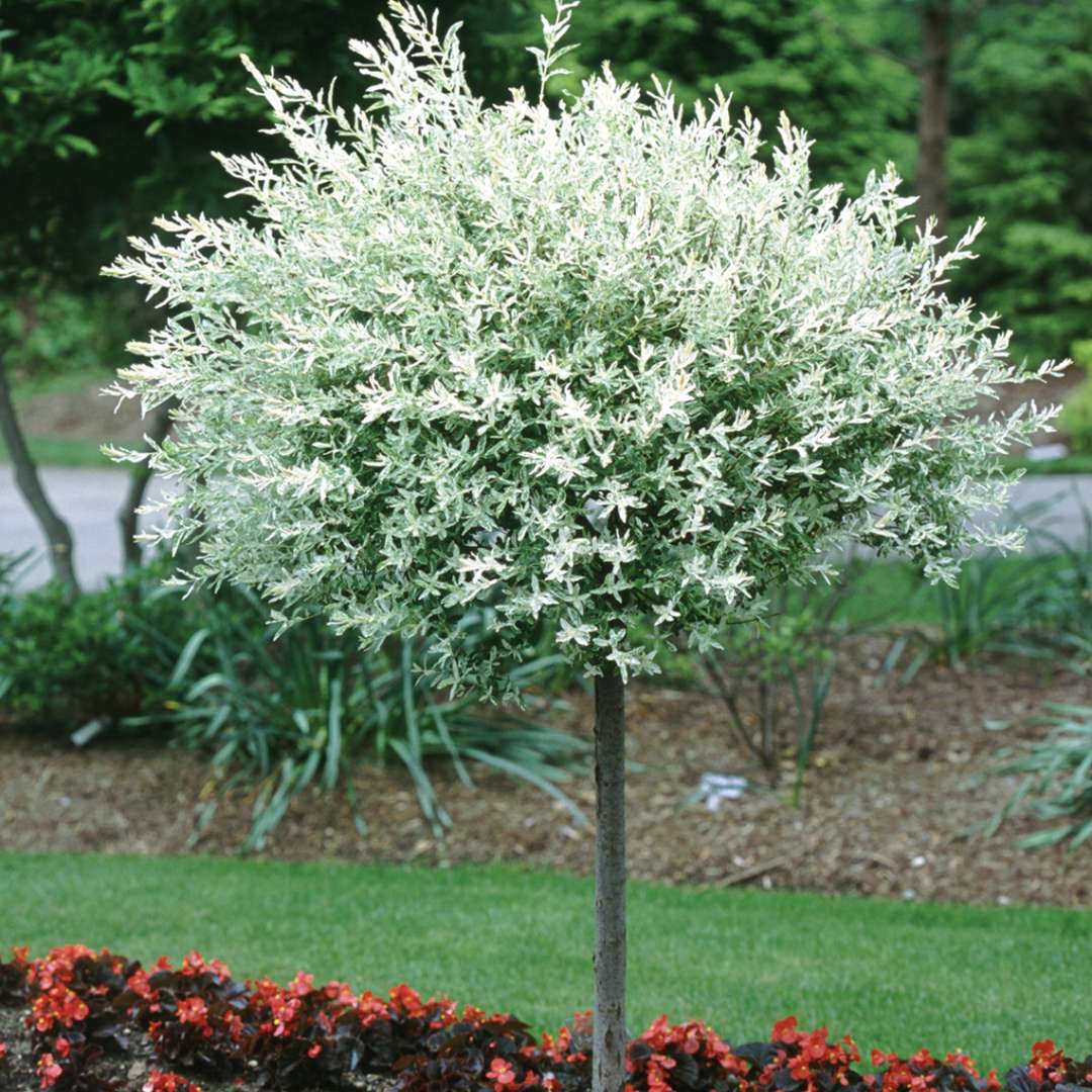 Salix integra 'Hakuro Nishiki' (Dappled Willow) 10 gallon Tree