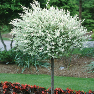 Salix integra 'Hakuro Nishiki' (Dappled Willow) 10 gallon Tree Form