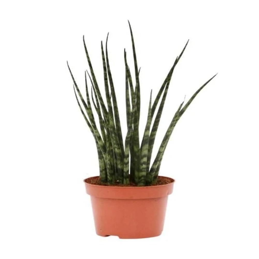 sansevieria fernwood snake plant Sansevieria (Snake Plant) Fernwood Mikado 5" – Phantom 2 Go