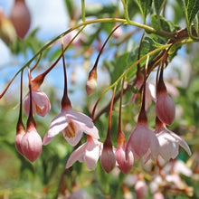 Load image into Gallery viewer, Styrax japonicus &#39;Marley&#39;s Pink&#39; (Japanese Snowbell) 7 gallon
