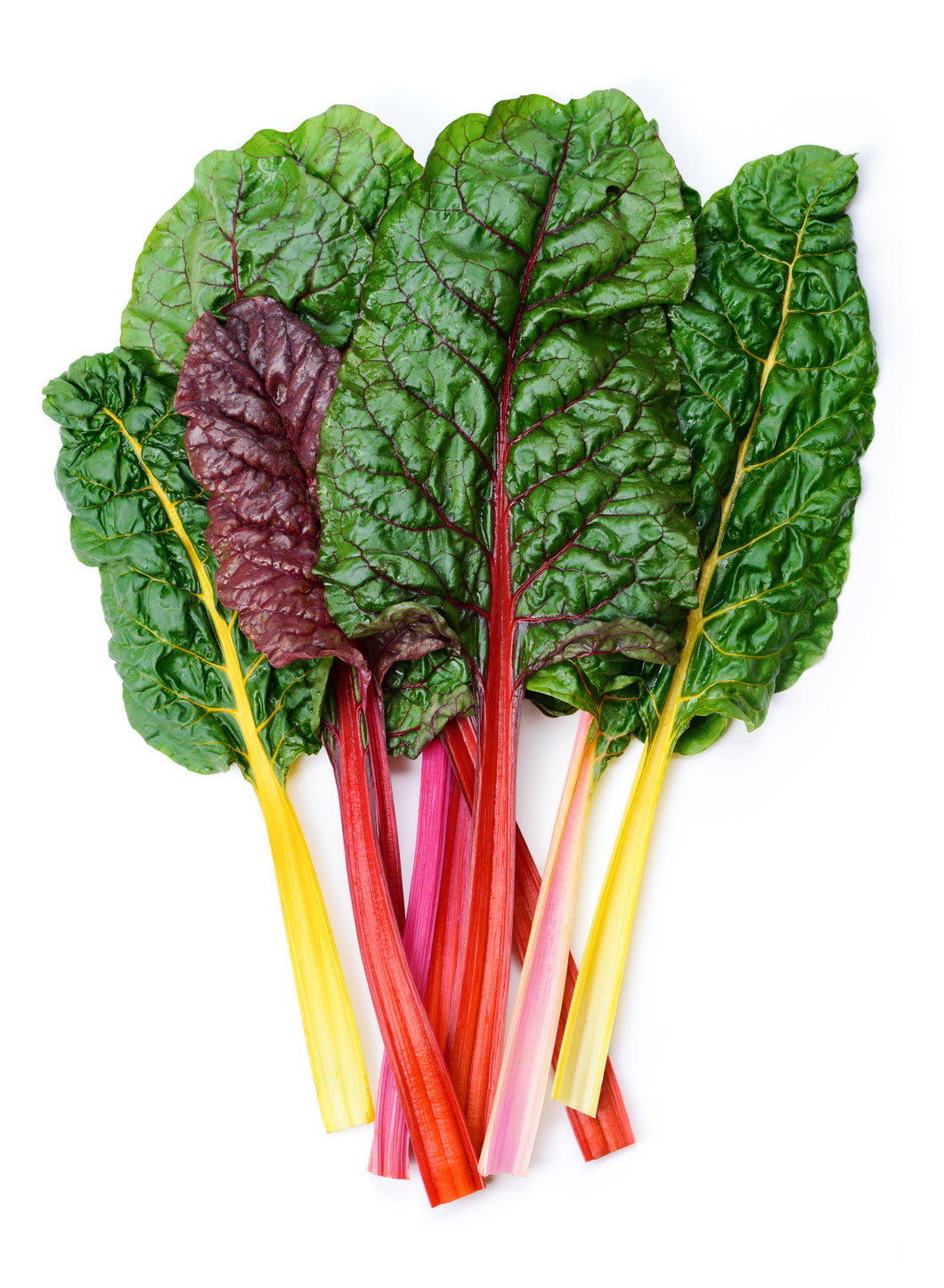 Chard, Swiss - Bright Lights Rainbow 4 pack