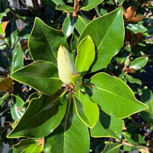 Magnolia virginiana 'Ned's Northern Belle' (Sweetbay Magnolia) 7 gallon