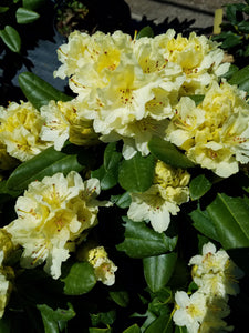 Rhododendron 'Capistrano' 3gallon