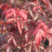 Load image into Gallery viewer, Acer palmatum (Japanese Maple) &#39;Bloodgood&#39; 10 gallon
