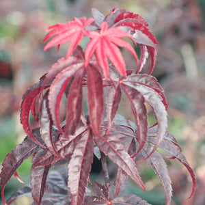 Acer palmatum (Japanese Maple) 'Emperor 1'