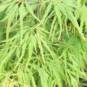 Acer palmatum dissectum 'Green Mist' (Weeping Japanese Maple) 5gallon