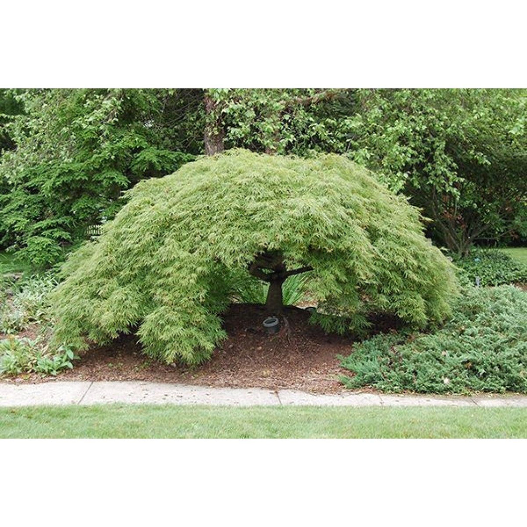 Acer palmatum dissectum ‘Viridis’ (Cutleaf Japanese Maple) 5 gallon