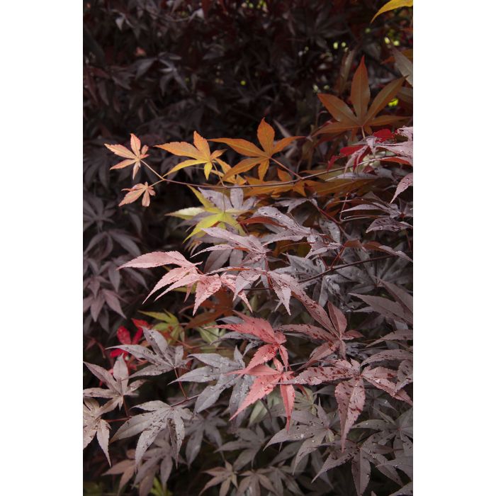 Acer palmatum (Japanese Maple) 'Emperor 1' 7 gallon