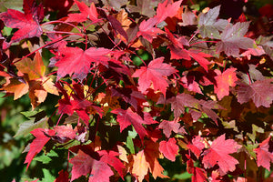 Acer rubrum (Red Maple) 'Redpointe' 10 gallon