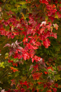 Acer rubrum (Red Maple) 'Red Sunset' 10 gallon